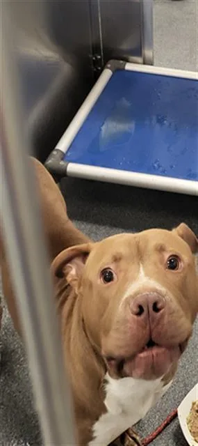 A young large-sized male Mixed Breed dog named Diego for adoption in Dallas, TX