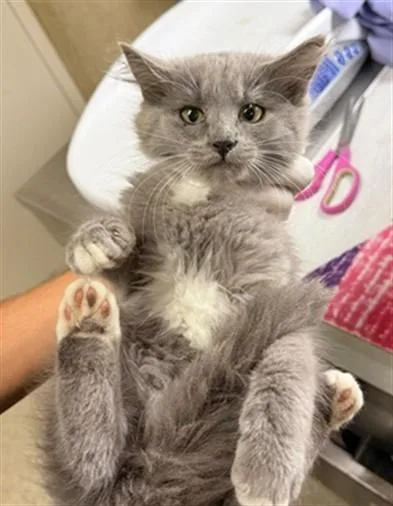 A baby small-sized female Domestic Long Hair cat named Lebron for adoption in Riverside, CA