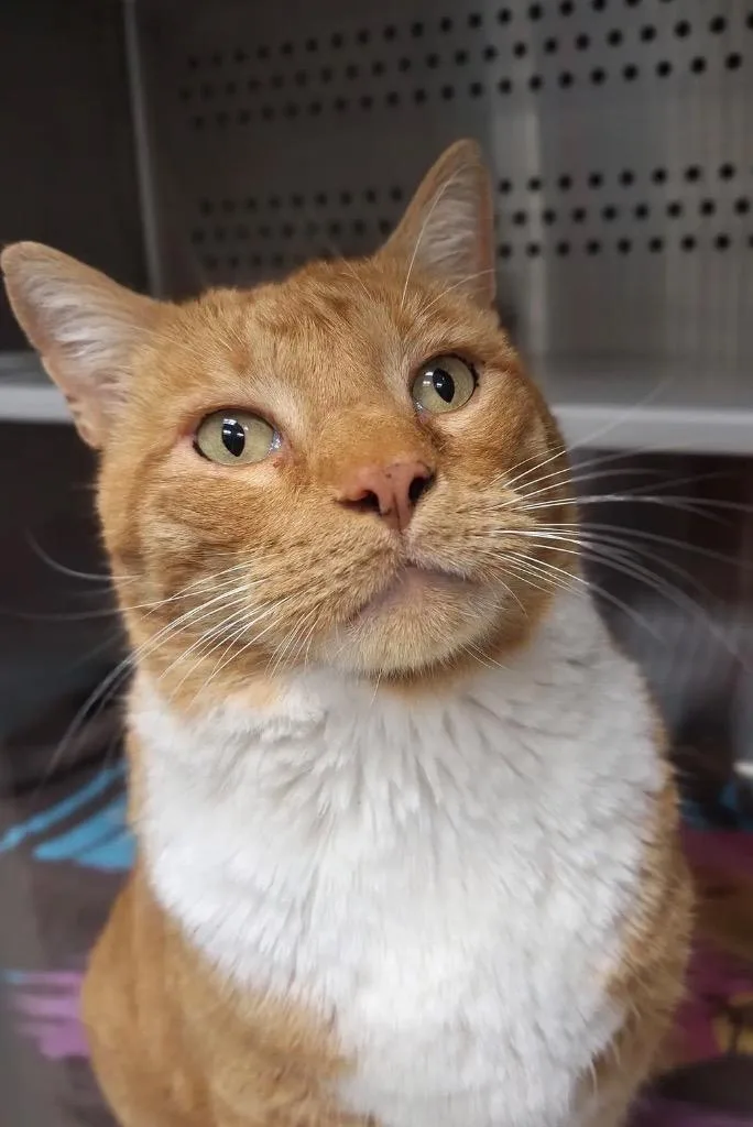 An adult large-sized male Domestic Short Hair cat named Biggie Smalls for adoption in Sapulpa, OK