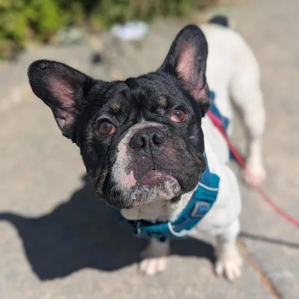 An adult small-sized male French Bulldog dog named Claude for adoption in Santa Rosa, CA