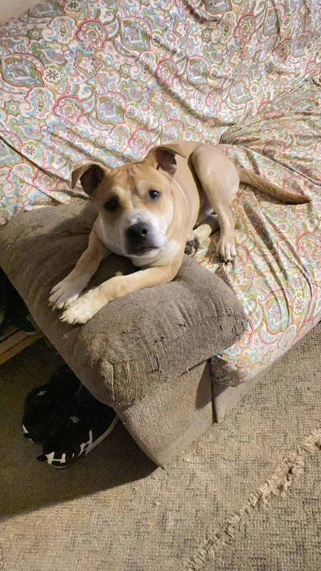 Maverick thumbnail 4