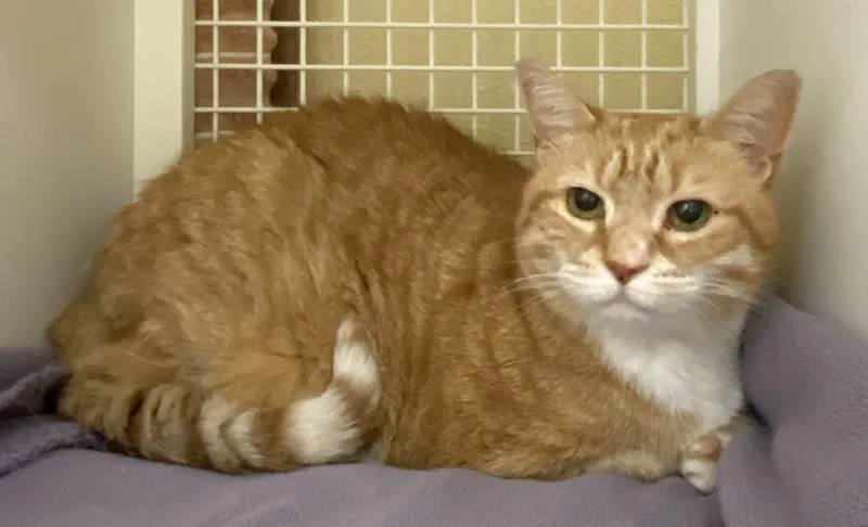 A senior large-sized female Orange & White Domestic Short Hair cat named Raisa for adoption in Annapolis, MD