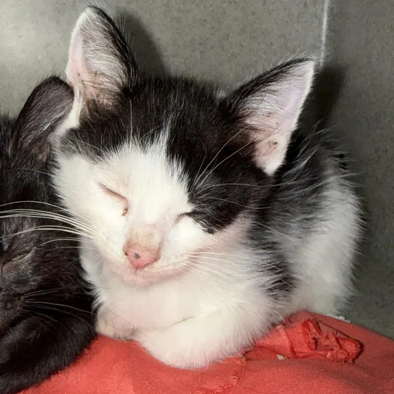 A baby small-sized male White Domestic Short Hair cat named Gino for adoption in San Antonio, TX