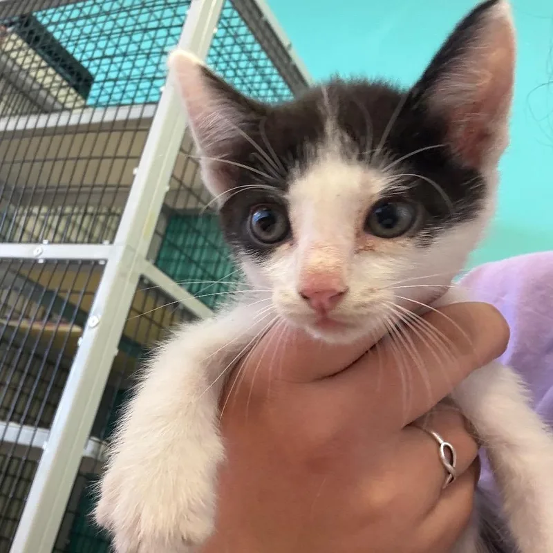A baby small-sized female Black Domestic Short Hair cat named Havarti for adoption in Lake Jackson, TX