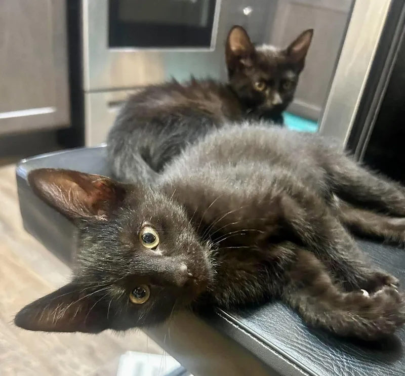 A baby medium-sized male Black Domestic Short Hair cat named Leo for adoption in Noble, OK