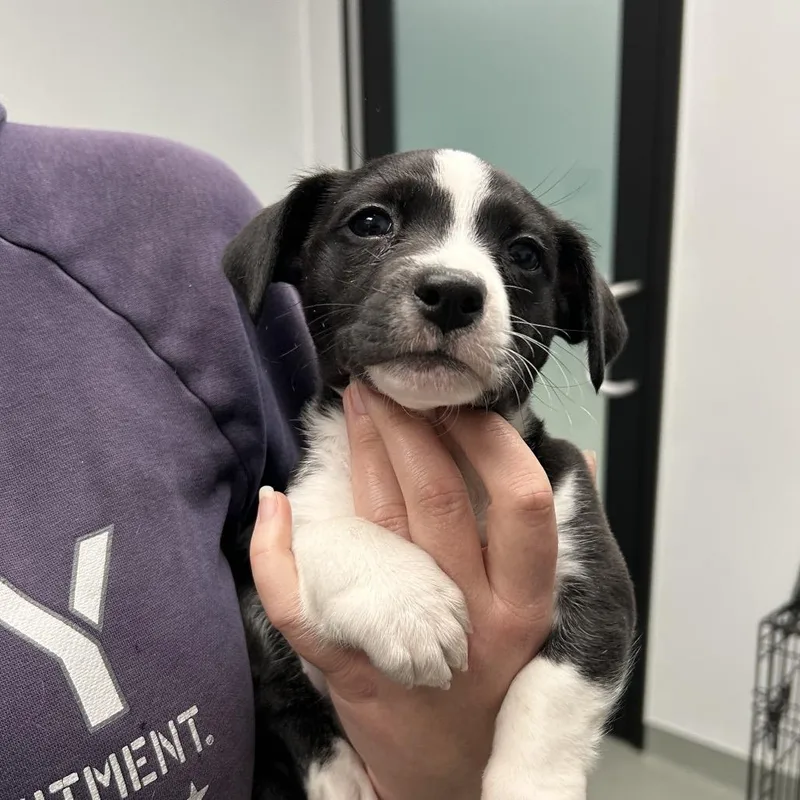 Cookie Dough thumbnail 2