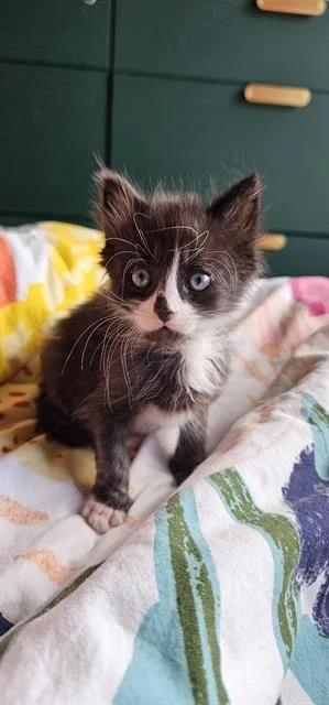 A baby small-sized male Domestic Short Hair cat named Bart for adoption in Charlotte, NC