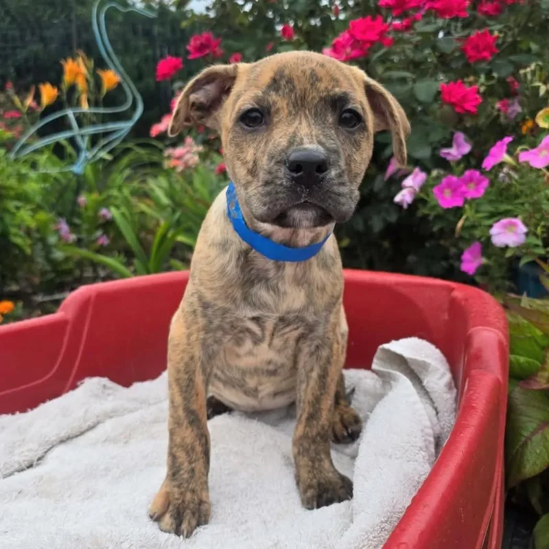 A baby medium-sized female Brindle Pit Bull Terrier dog named Rylee for adoption in Griswold, CT