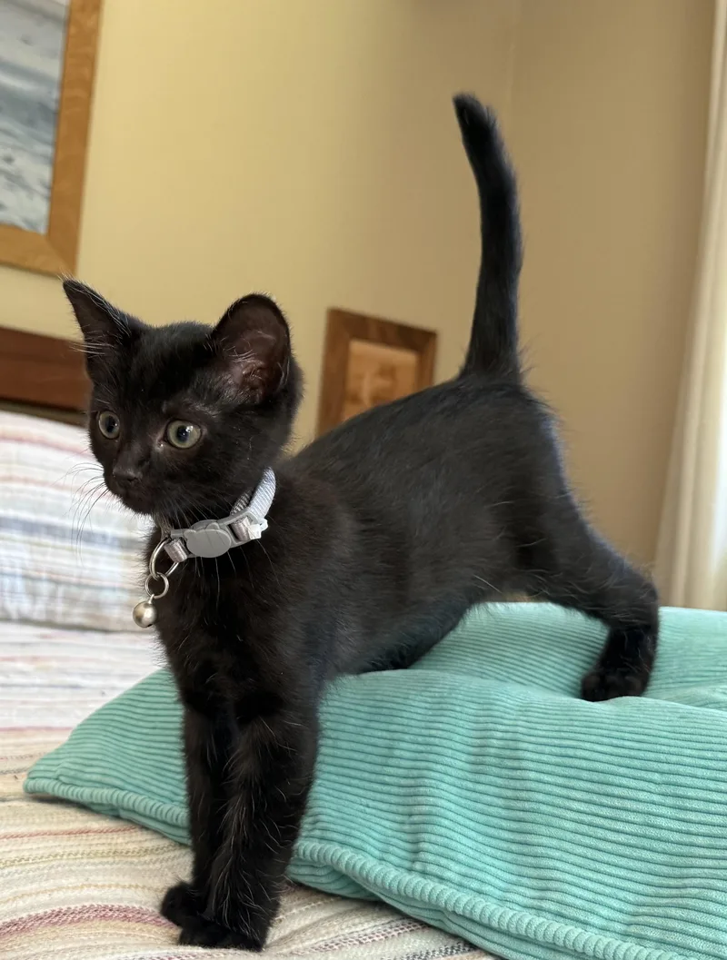 A baby medium-sized female Black Domestic Short Hair cat named Diamond for adoption in Springfield, OR