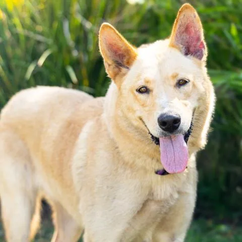 An adult large-sized female German Shepherd Dog dog named Tawny for adoption in Camarillo, CA