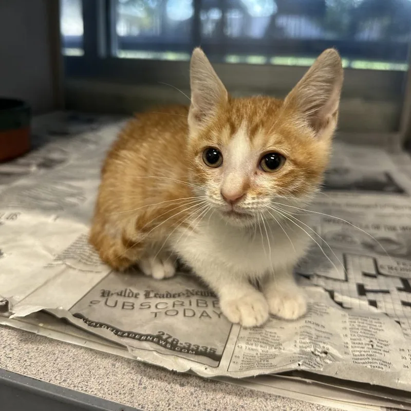 A baby small-sized male Orange / Red Domestic Short Hair cat named Strawberry for adoption in San Antonio, TX