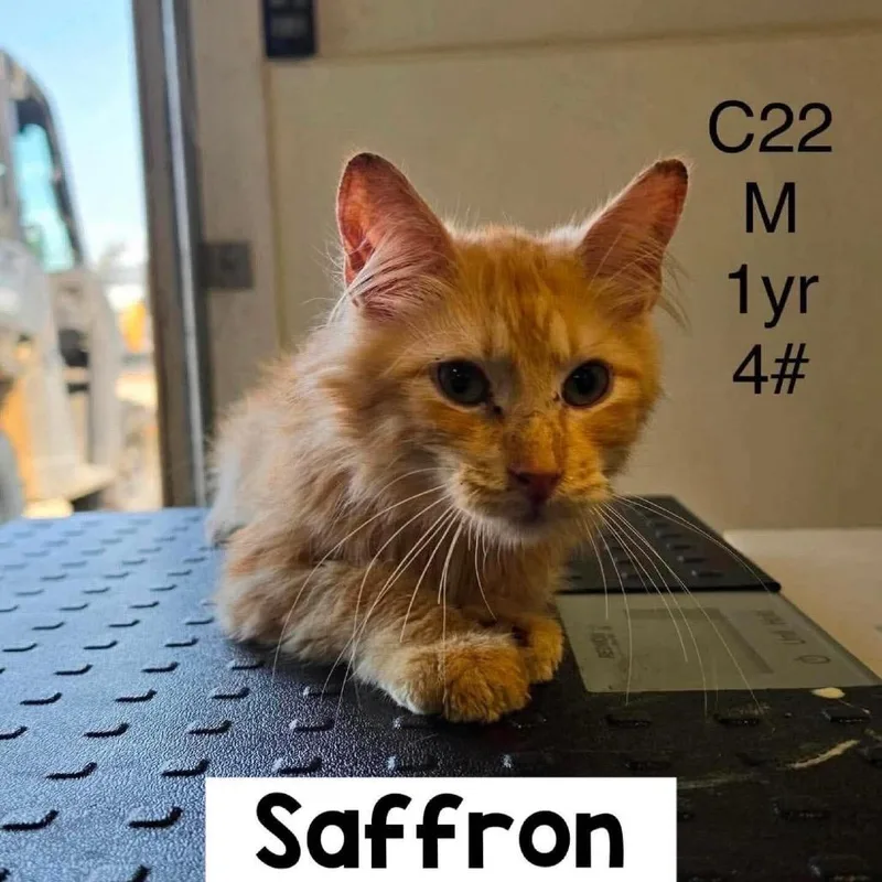 Saffron