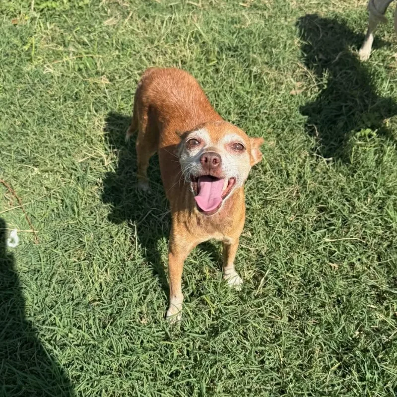 An adult small-sized male Golden Chihuahua dog named Romy for adoption in Williston, VT