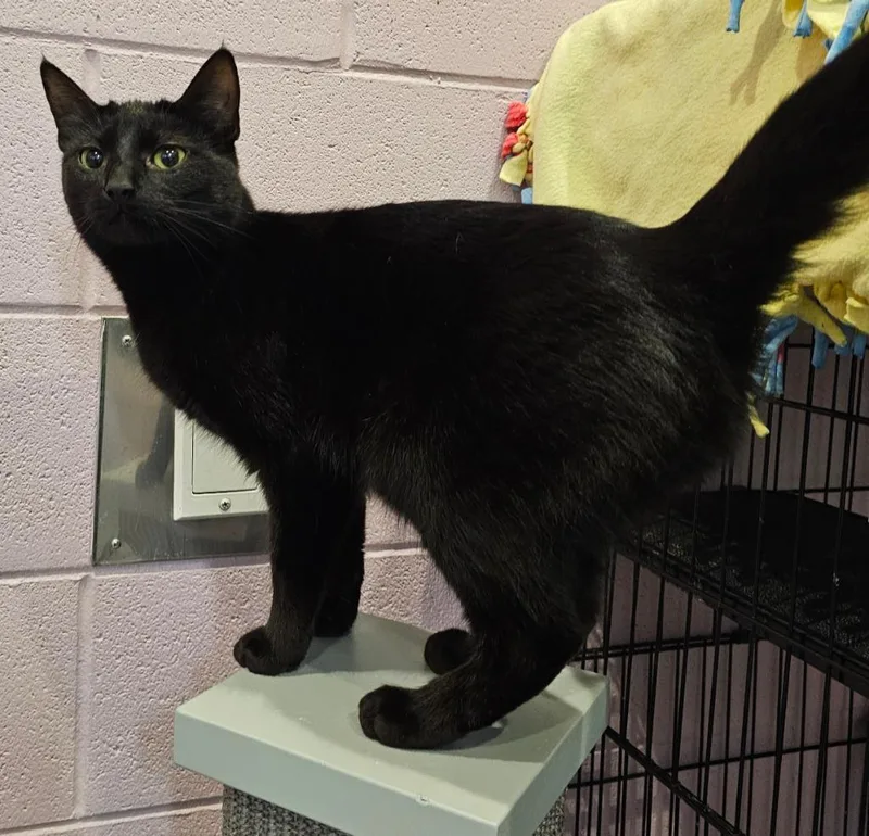 An adult medium-sized female Domestic Short Hair cat named Subaru for adoption in South Bend, IN