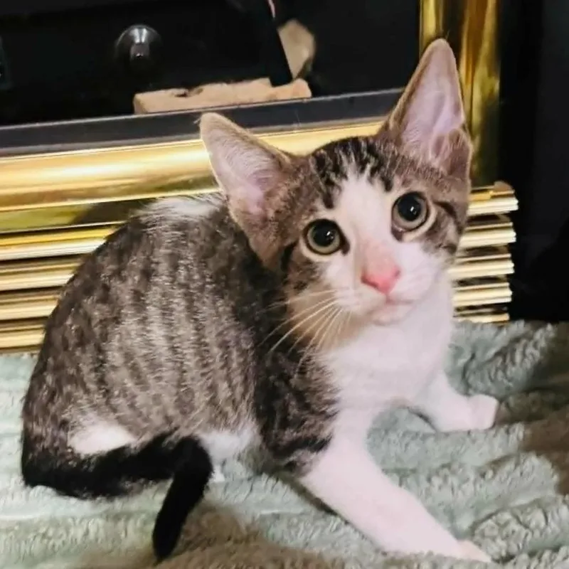 A baby small-sized male White Domestic Short Hair cat named Big Whopper for adoption in Davison, MI