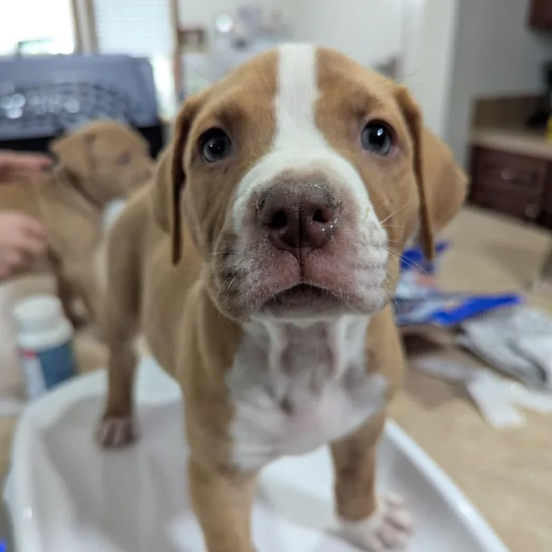 A baby medium-sized male Golden American Bulldog dog named Subaru for adoption in Ocala, FL