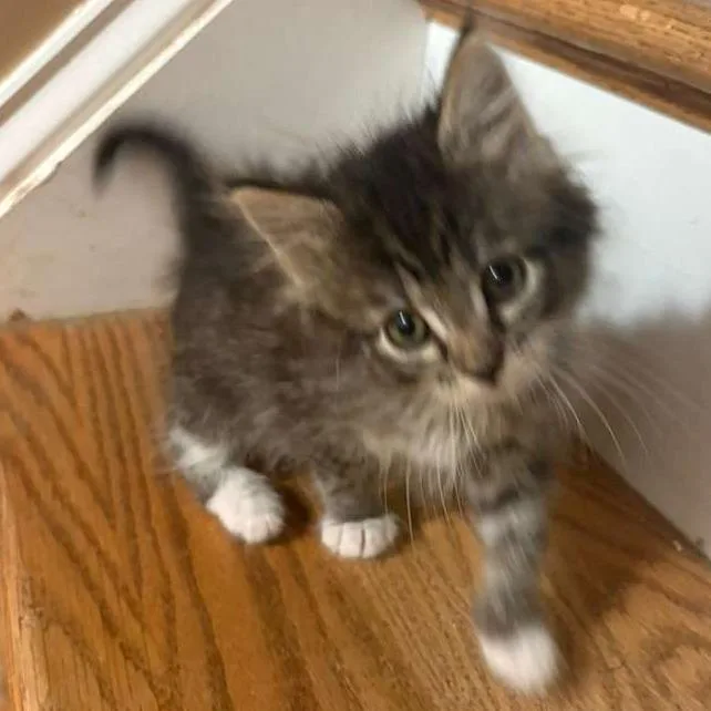 A baby small-sized female Brown / Chocolate Domestic Short Hair cat named Irelia for adoption in Winchester, VA