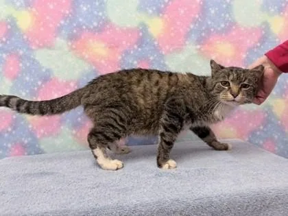 Mister Albert Og thumbnail 2