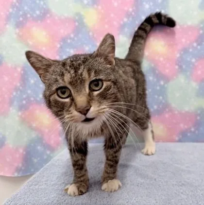 Mister Albert Og thumbnail 3