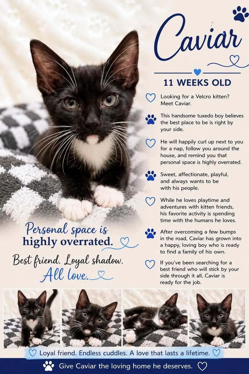 A baby medium-sized male Tuxedo cat named Caviar Casey for adoption in Phoenix, AZ