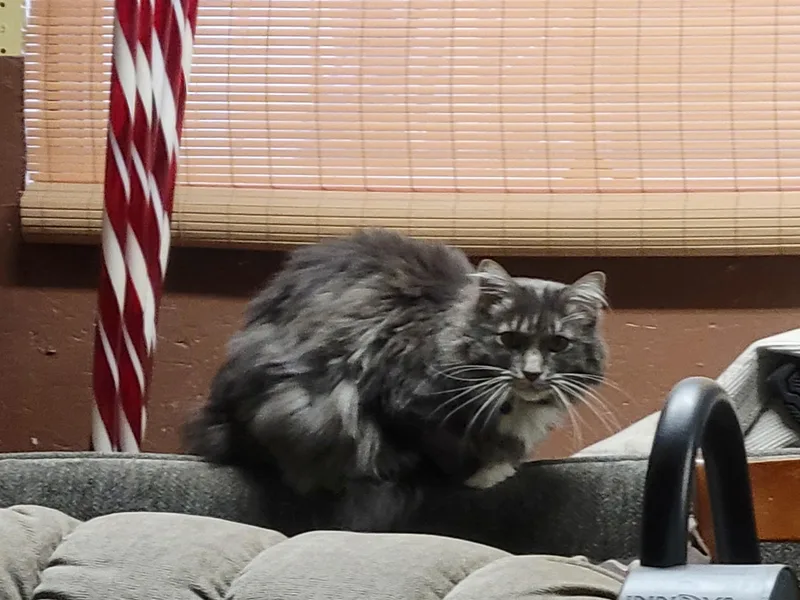An adult large-sized male Domestic Long Hair cat named Simba for adoption in Pocatello, ID