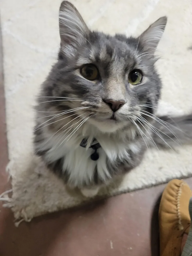 Simba thumbnail 2