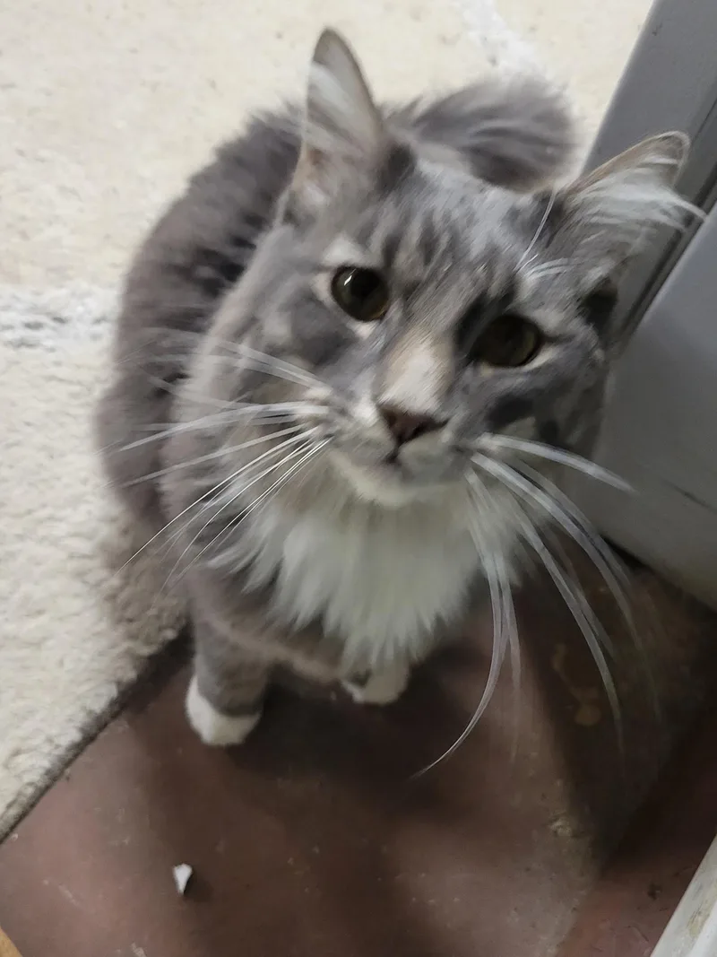 Simba thumbnail 3