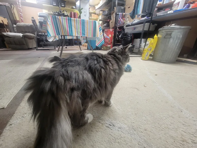Simba thumbnail 4