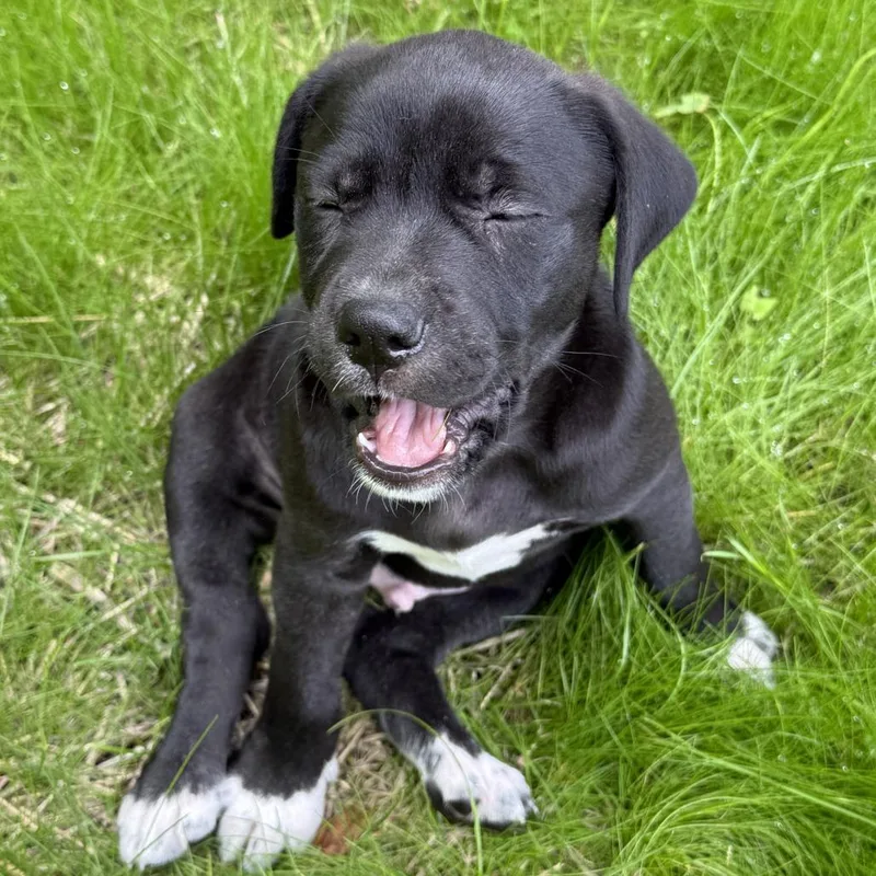A baby large-sized male Black Mastiff dog named Noche Boots for adoption in Morrisville, VT