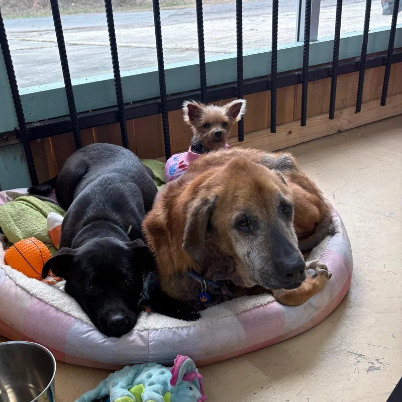 Marigold thumbnail 2