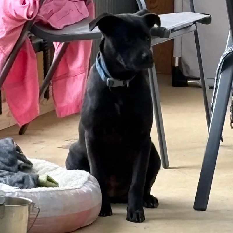 Marigold thumbnail 3