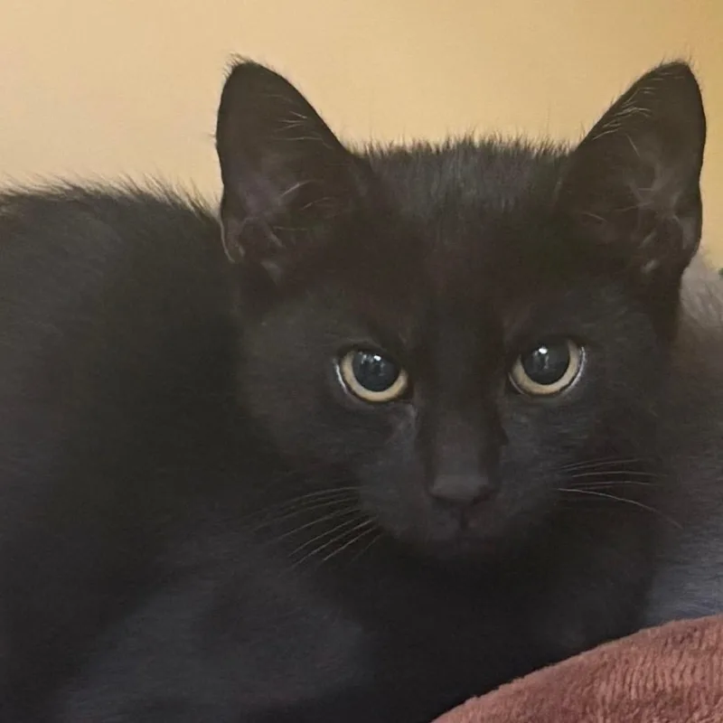 A baby small-sized male Black Domestic Short Hair cat named Bellamy for adoption in East Hanover, NJ