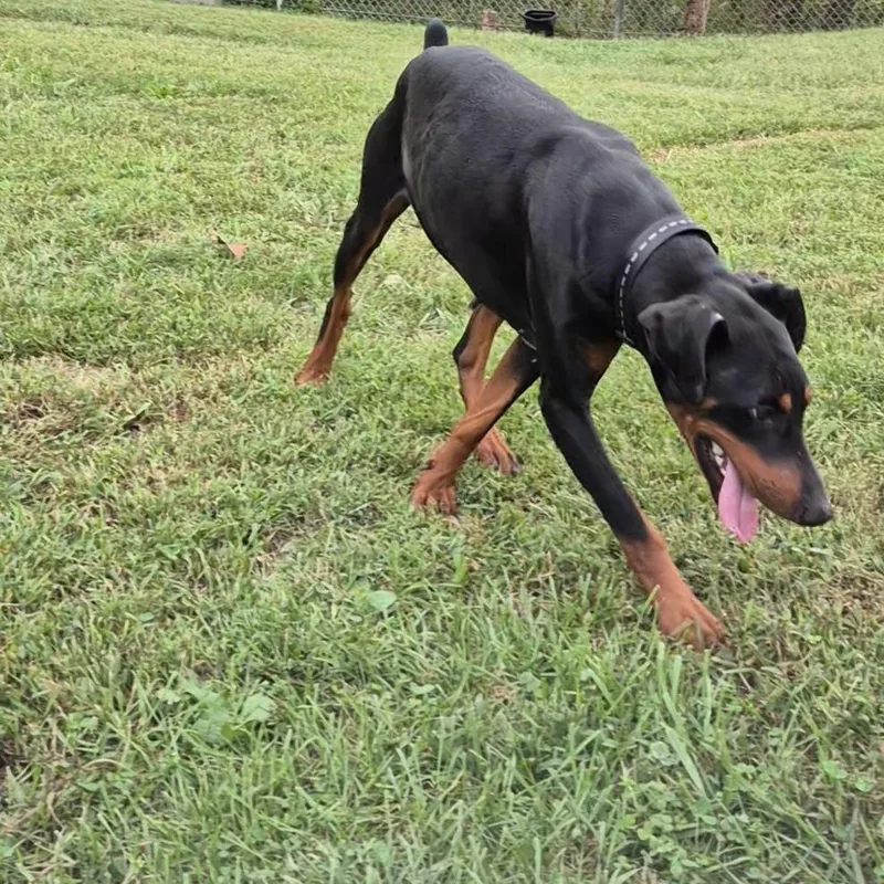 An adult large-sized male Doberman Pinscher dog named Dobie for adoption in Clay City, KY