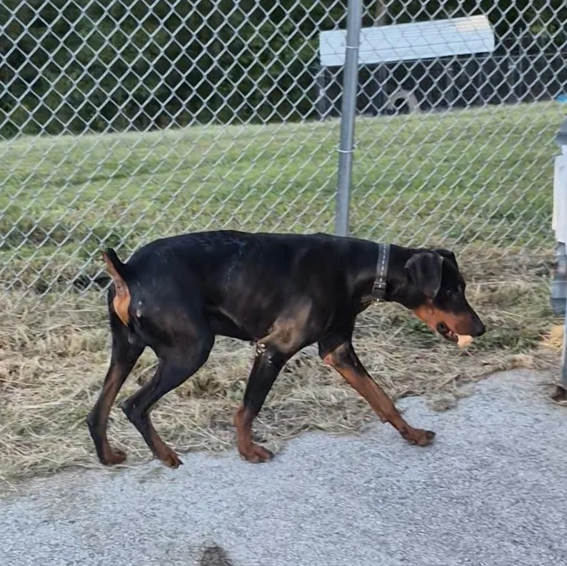 Dobie thumbnail 2