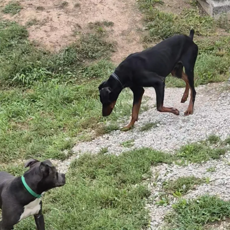 Dobie thumbnail 3