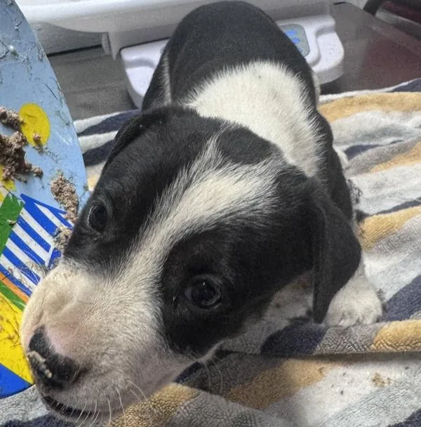 A baby small-sized female Rottweiler dog named Honey for adoption in Escondido, CA