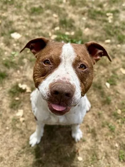 Vinnie