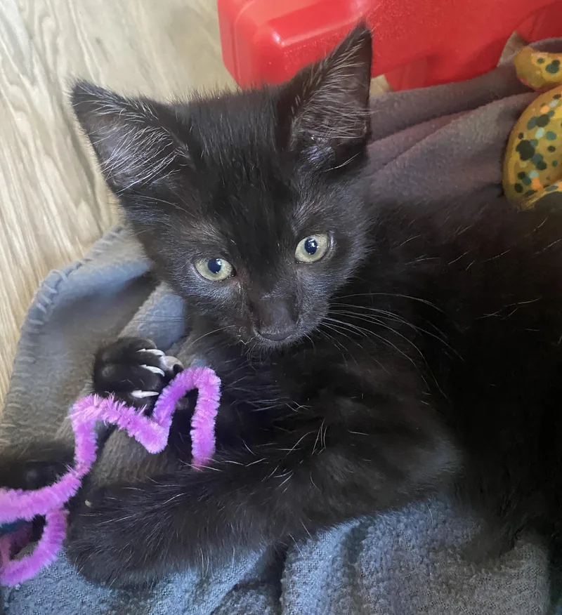 A baby small-sized male Black Domestic Short Hair cat named Crumpet for adoption in Bryan, TX