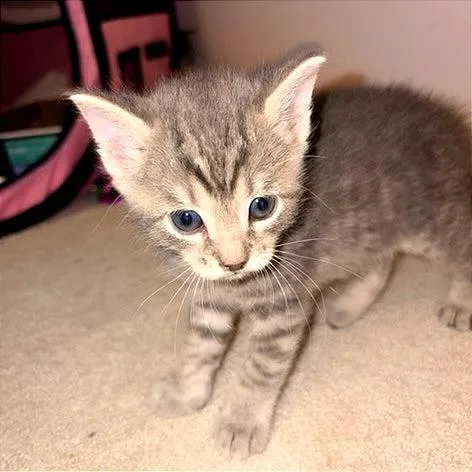 A baby small-sized male Domestic Short Hair cat named Pb for adoption in Cumming, GA