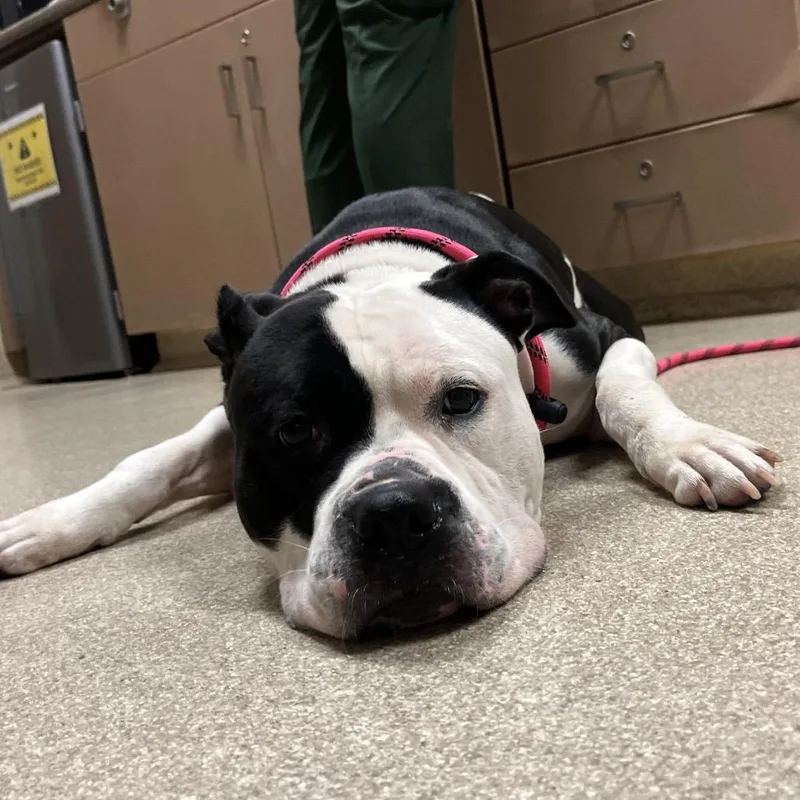 An adult medium-sized female Pit Bull Terrier dog named Shelby for adoption in Bristol, IN