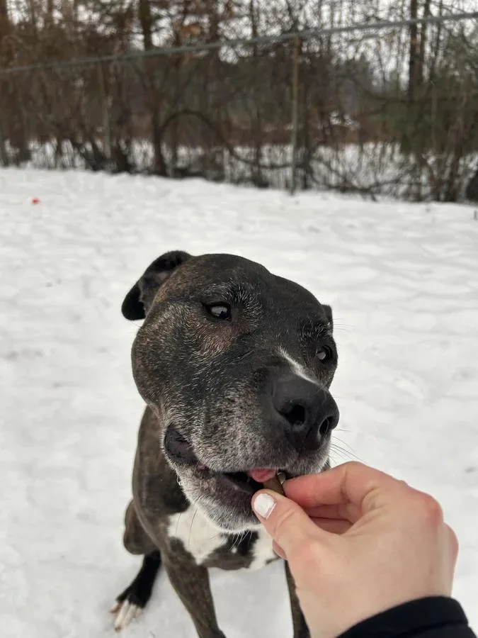 An adult large-sized male Brindle Boxer dog named Charlie for adoption in Ellijay, GA