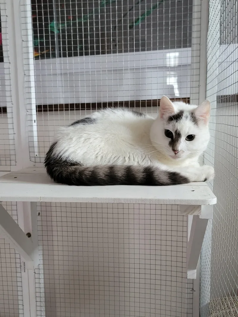 An adult medium-sized male Domestic Short Hair cat named Dunkin for adoption in Holbrook, NY