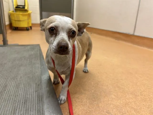 An adult small-sized female Chihuahua dog named Virginia for adoption in Martinez, CA