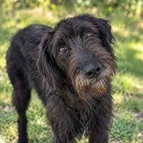 An adult large-sized male Black Labrador Retriever dog named Kramer for adoption in Fredericksburg, TX