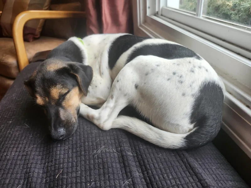 Wilhelmina thumbnail 2