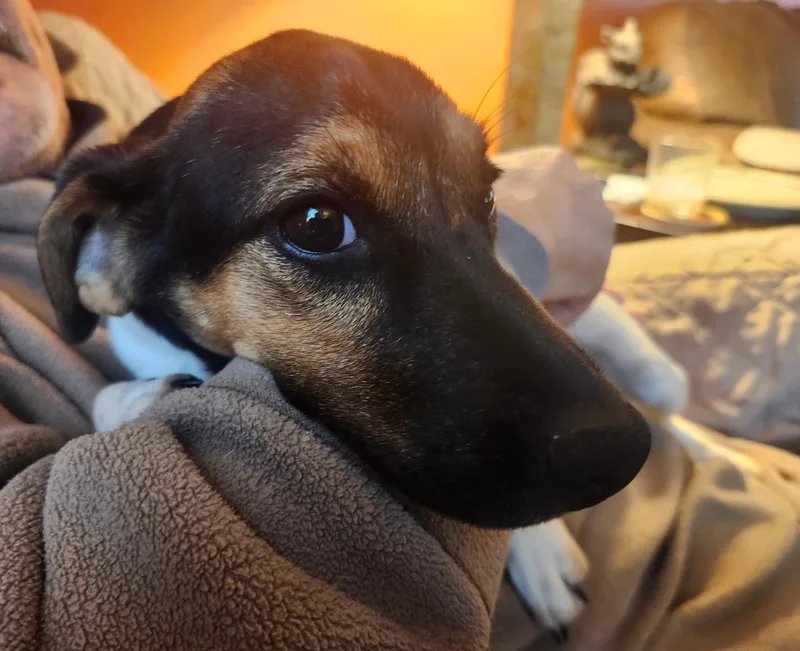 Wilhelmina thumbnail 3