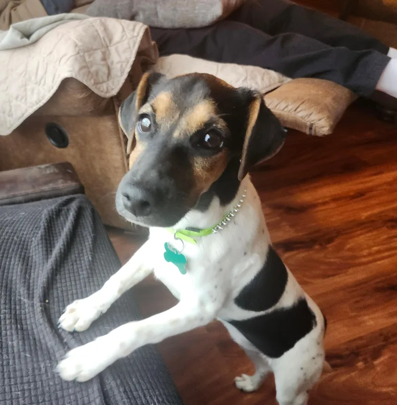 Wilhelmina thumbnail 4