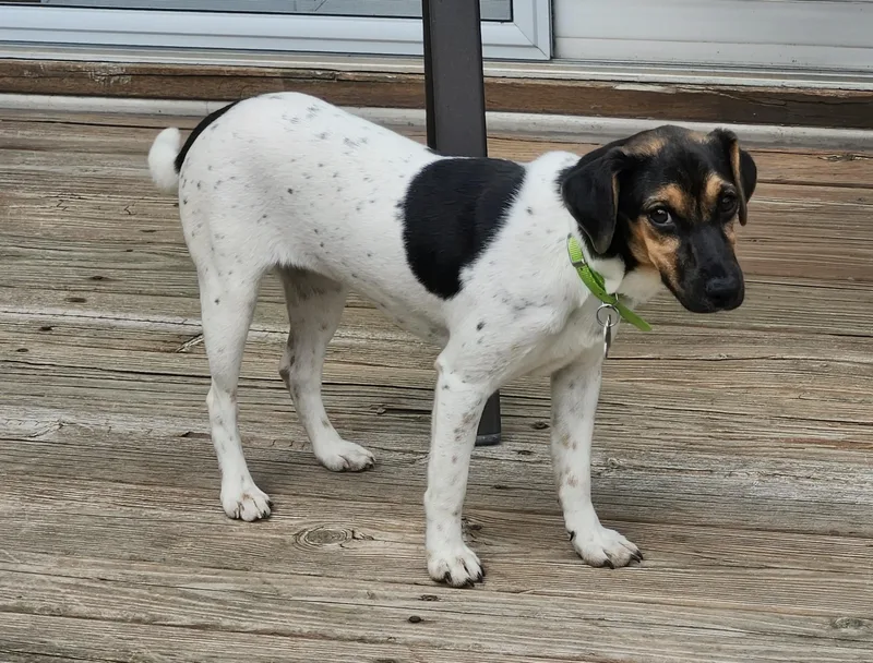 Wilhelmina thumbnail 5