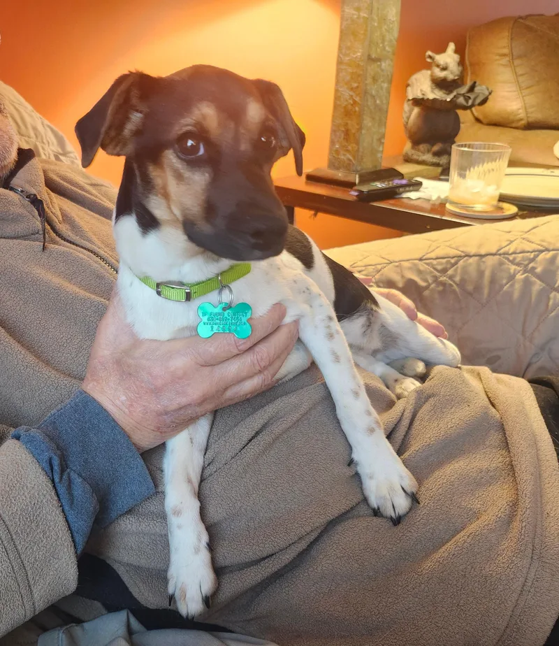 A young small-sized female Terrier dog named Wilhelmina for adoption in Aurora, IL