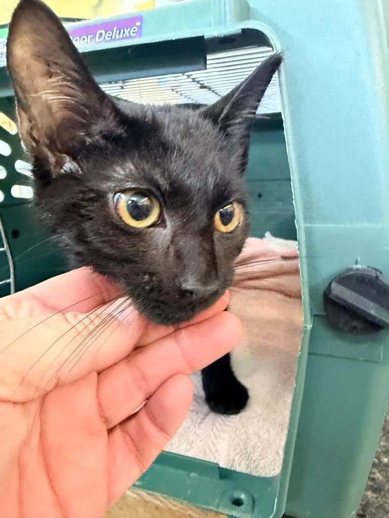 A baby small-sized male Domestic Short Hair cat named Moe for adoption in Neosho, MO